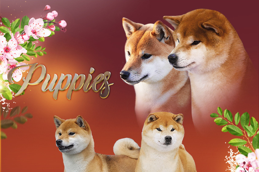 ПОМЕТЫ Сиба. AMERICAN AKITA RUBYLIGHT KENNEL I SHIBA-INU