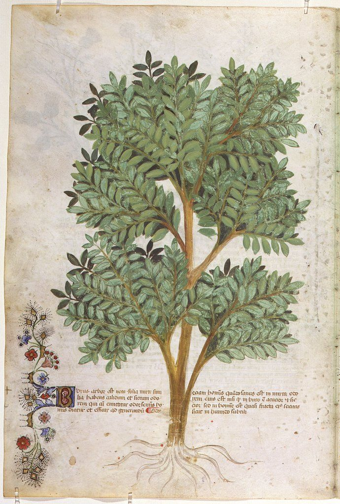 Масло ладана. VDAO.RU — исцеляющие практики