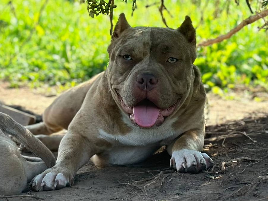 Суки. Питомник американских булли Bounty Pride Bully