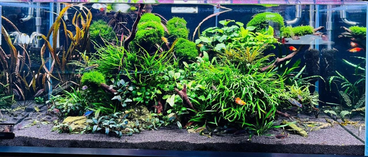 Переоформление растительного аквариума. Аквариумист Максим Ерёмин. Aqua Maxim