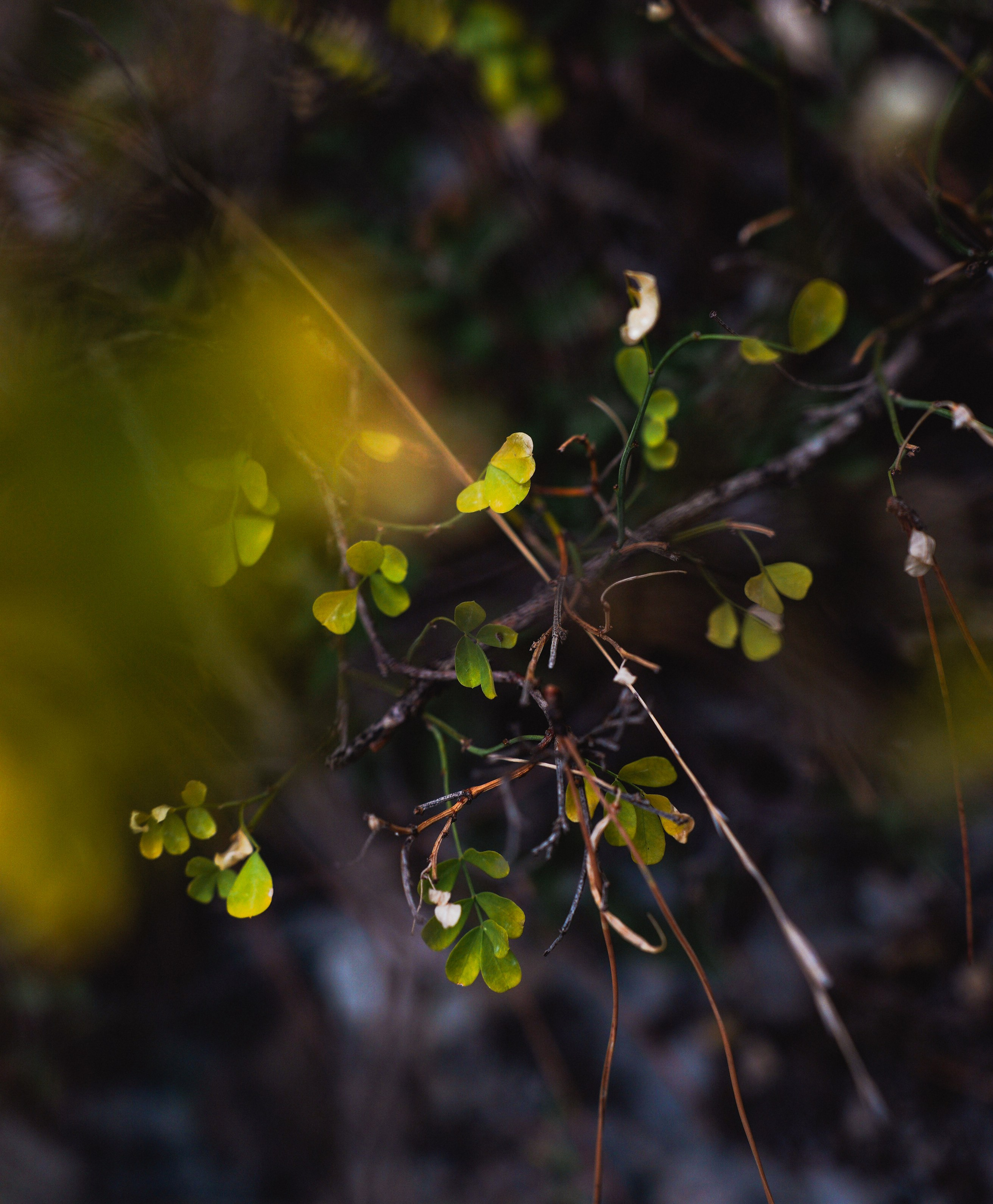 Боткинская тропа. Фотограф из Москвы — DASHA NOVA | Авторская фотография в разных жанрах