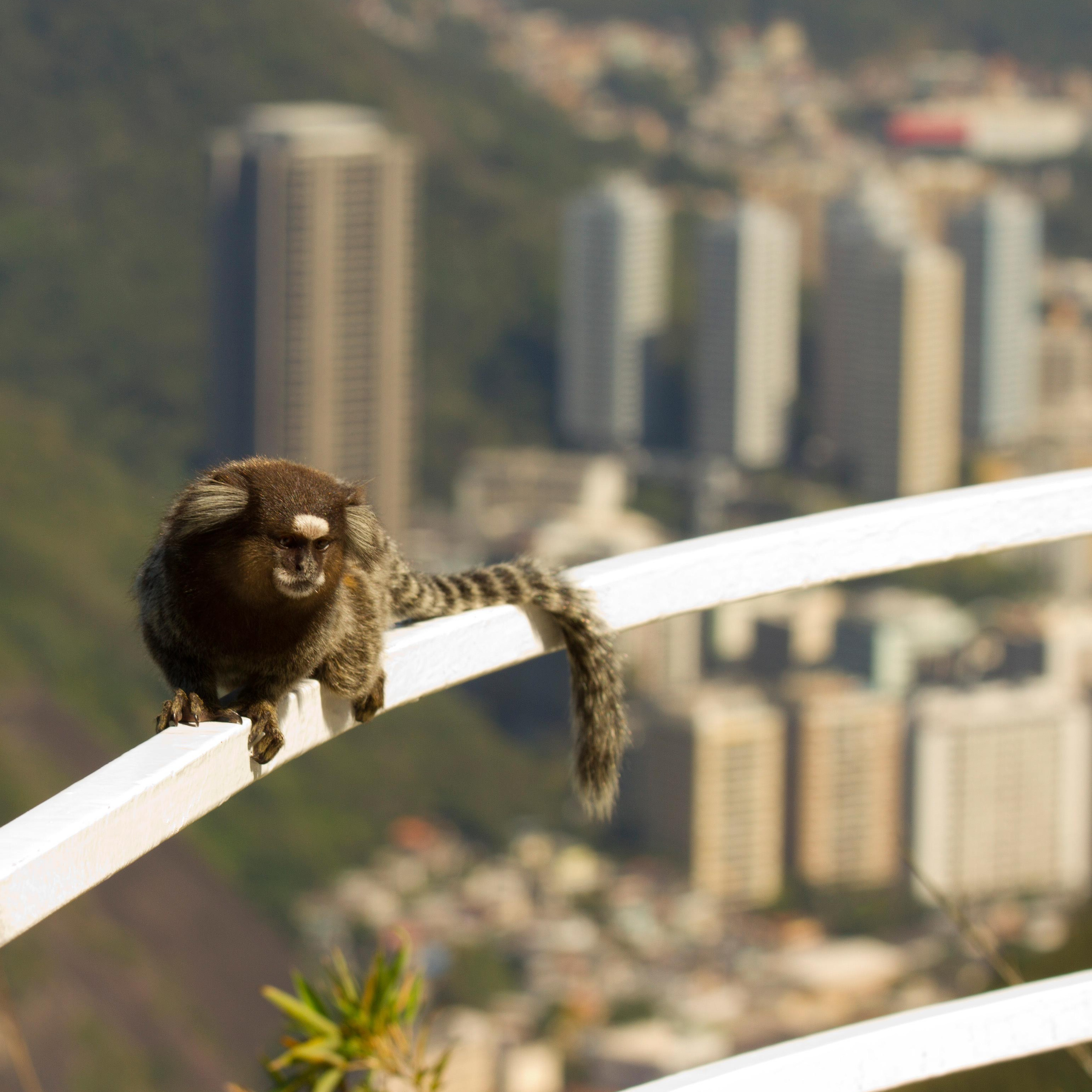 Бразилия фото