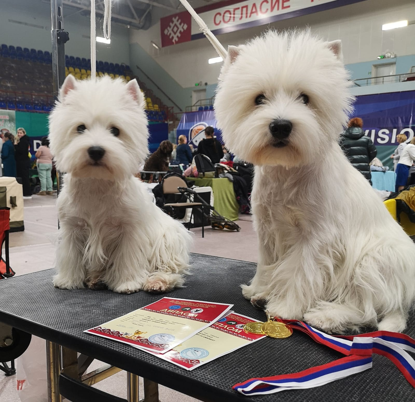 Национальная выставка всех пород ранга САС/ЧРКФ с особым статусом. Питомник собак породы вест хайленд вайт терьер в Москве