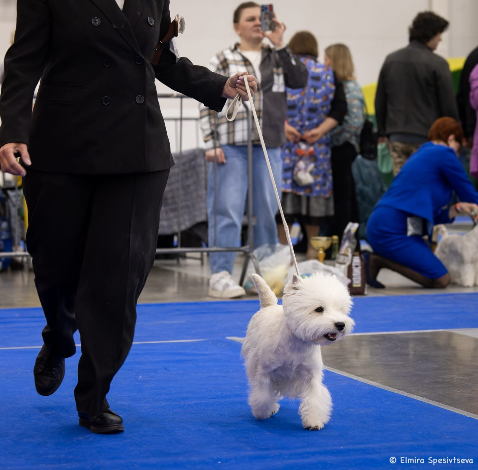 Санкт-Петербург — Ежегодная Монопородная выставка ранга Победитель Клуба породы. Питомник собак породы вест хайленд вайт терьер в Москве