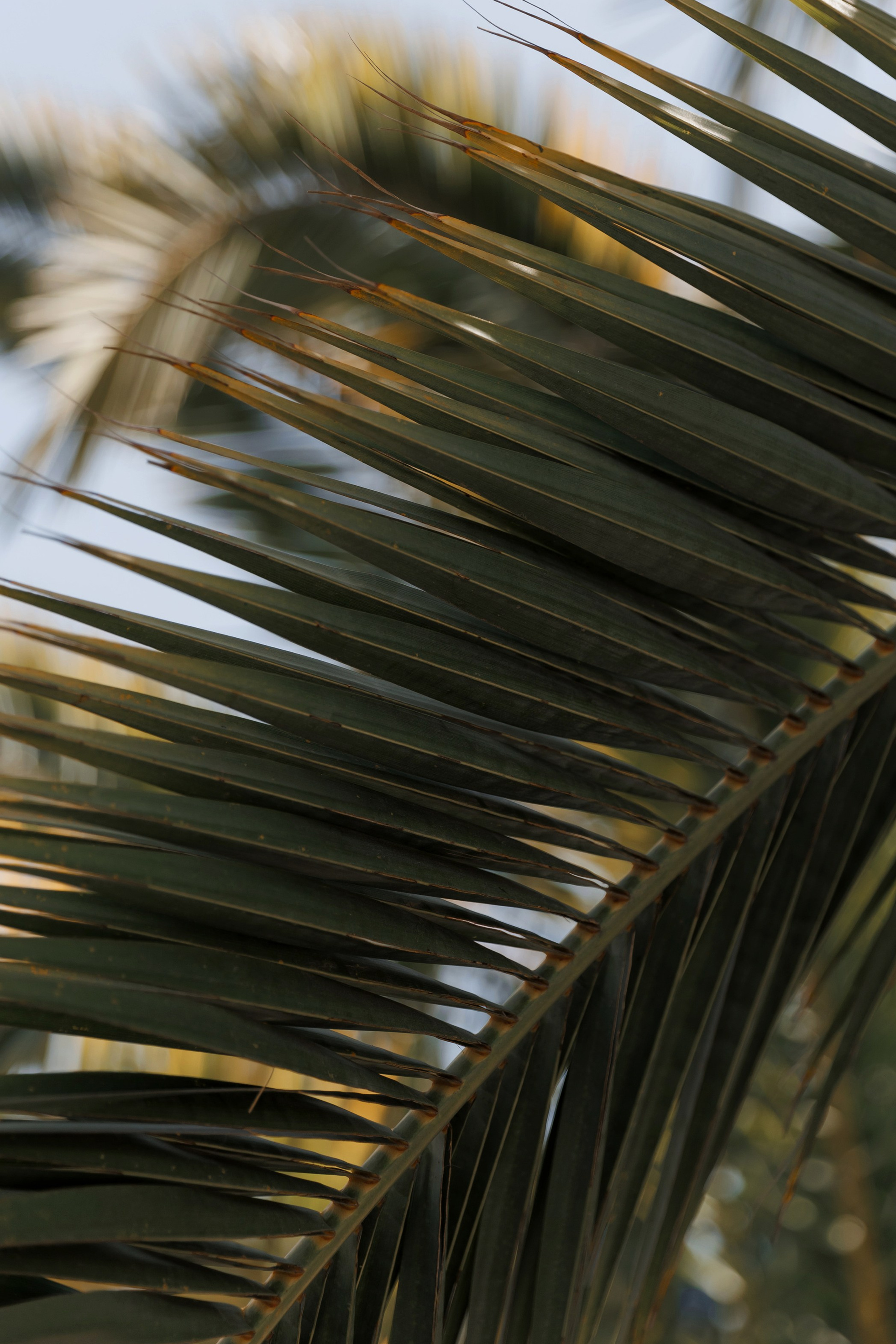 Прайс Сочи. Свадебный  и семейный фотограф в Краснодаре