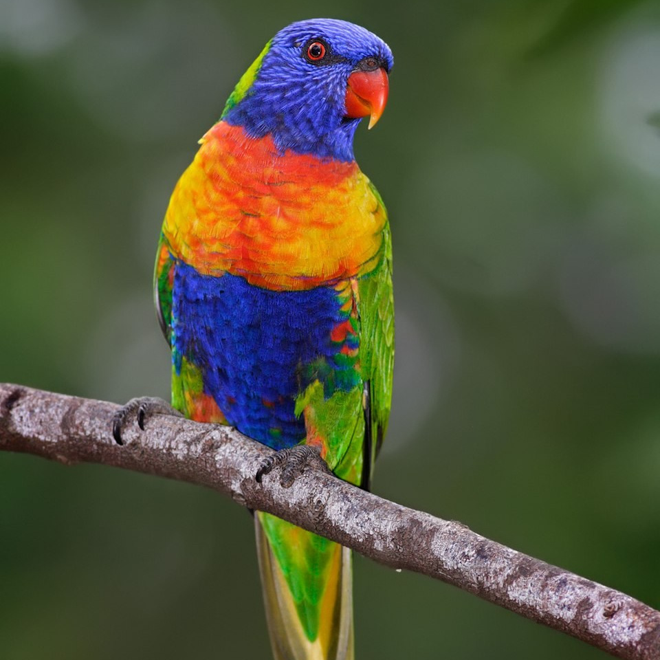 Радужный лорикет с разноцветным оперением в зоопарке