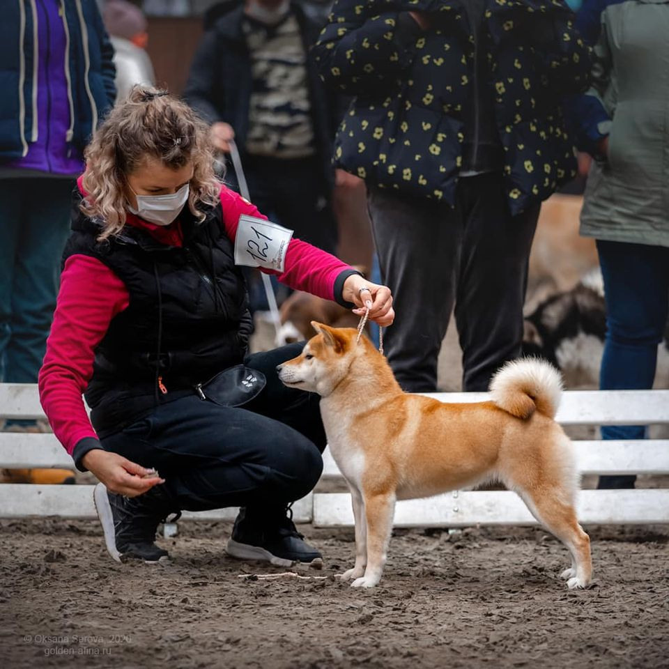 2020. SHIOMARU Питомник сиба и акита-ину