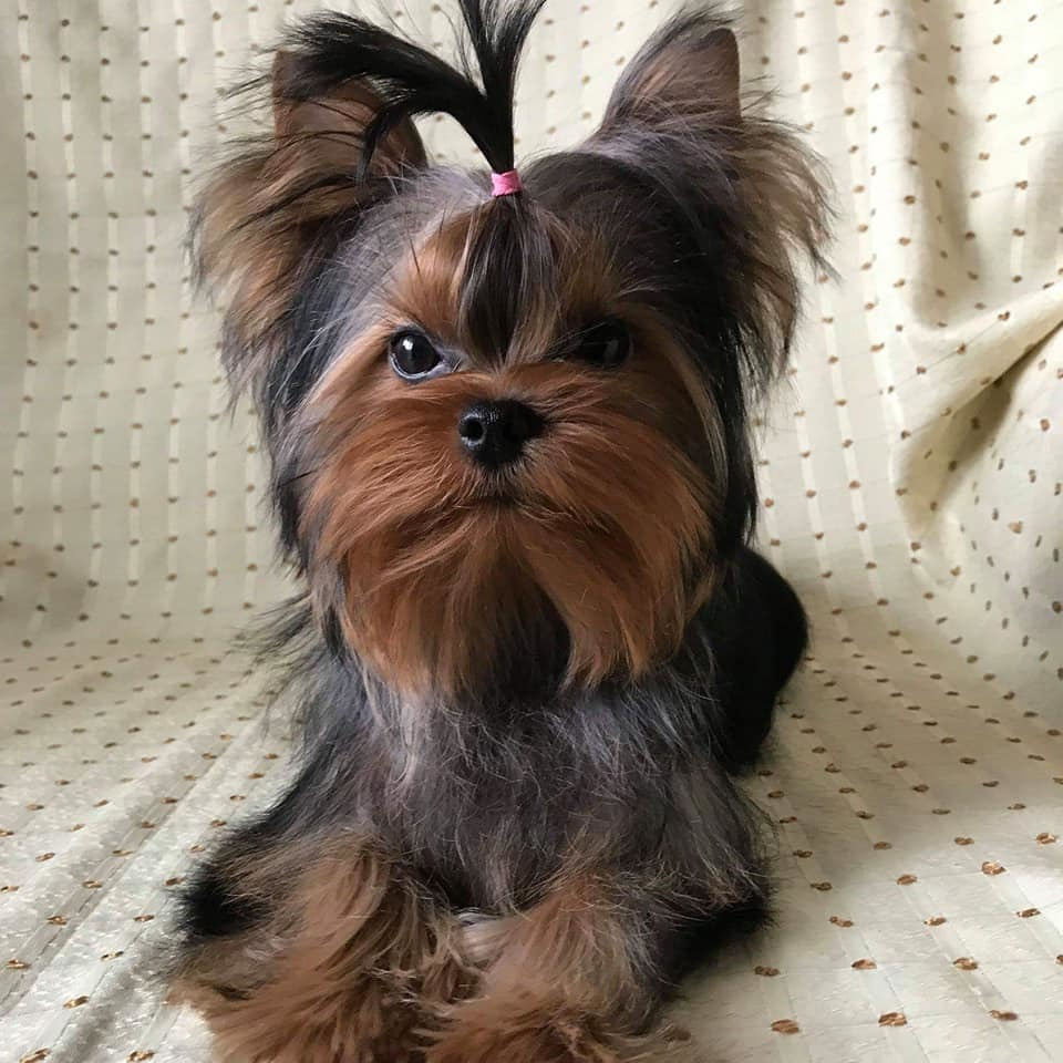 STEEL STAR BOSS HUGO BOSS. Питомник Йоркширских терьеров Дэнстайл в Санкт-Петербурге заводчик Тих