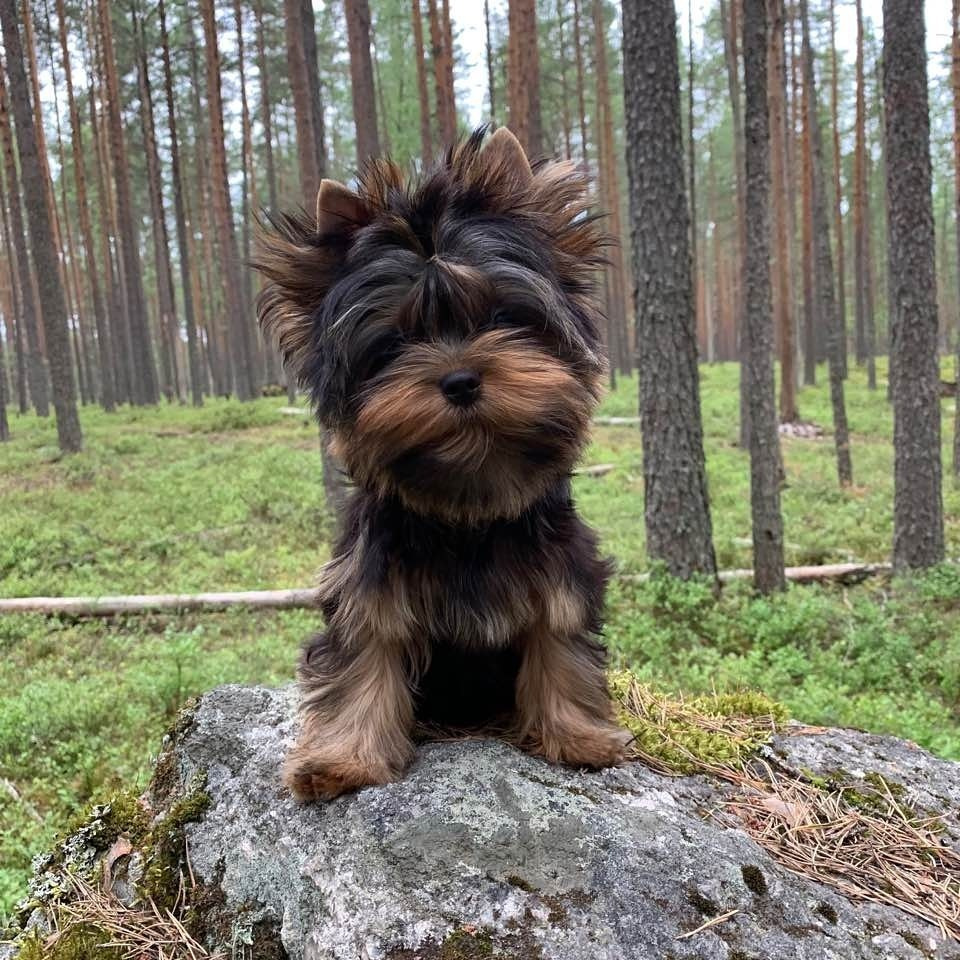 Дэнстайл Пиф. Питомник Йоркширских терьеров Дэнстайл в Санкт-Петербурге заводчик Тих