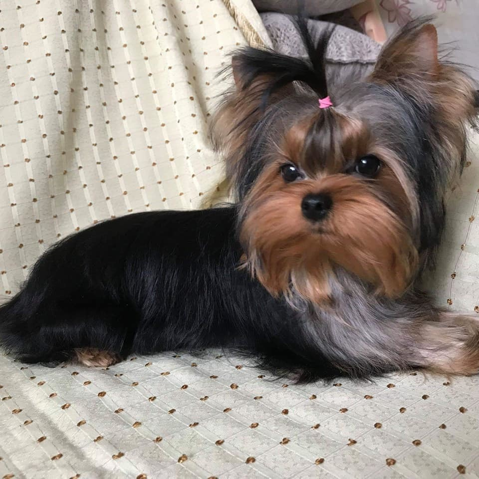 STEEL STAR BOSS HUGO BOSS. Питомник Йоркширских терьеров Дэнстайл в Санкт-Петербурге заводчик Тих