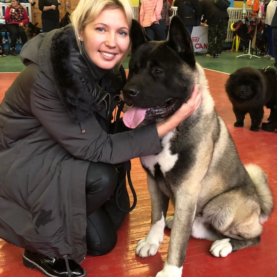 Американская акита RUBYLIGHT AMAROK