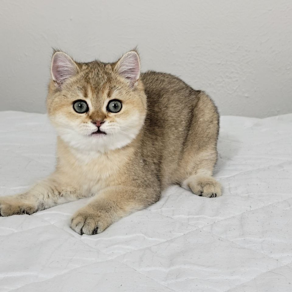 British shorthair kitten dallas