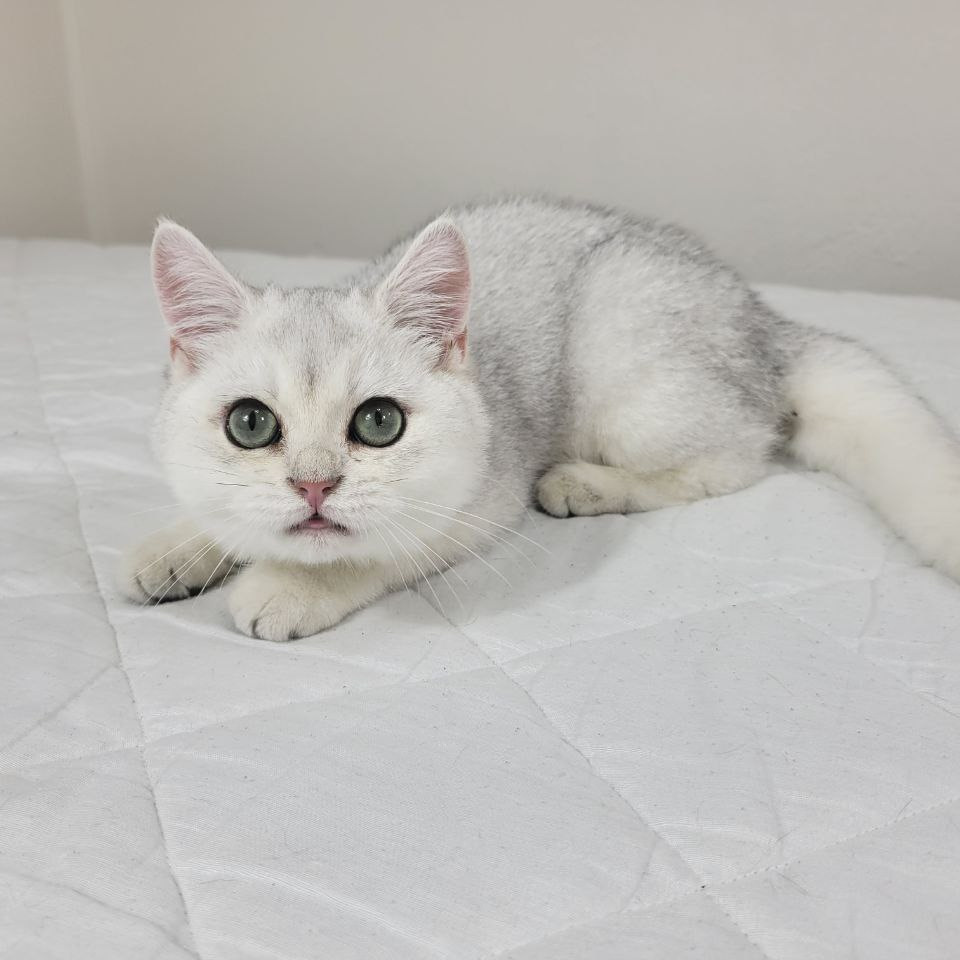 Chinchilla on silver cat