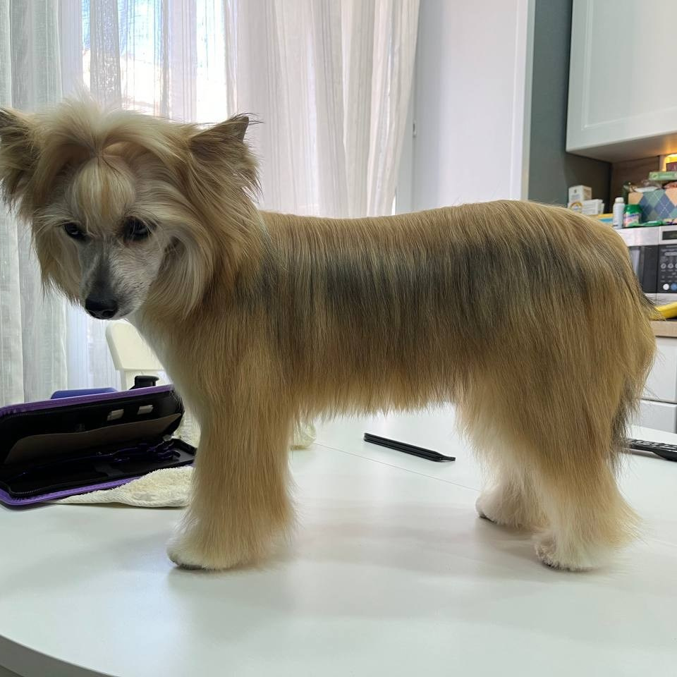 Veles' first exhibition!. Chinese Crested Dog: Buy a Puppy from a Kennel