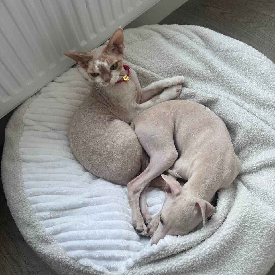 Левретки и кошки. Профессиональный питомник левреток РКФ/FCI ASTI SAPPHIRE 💎 Сочи|Санкт-Петербург