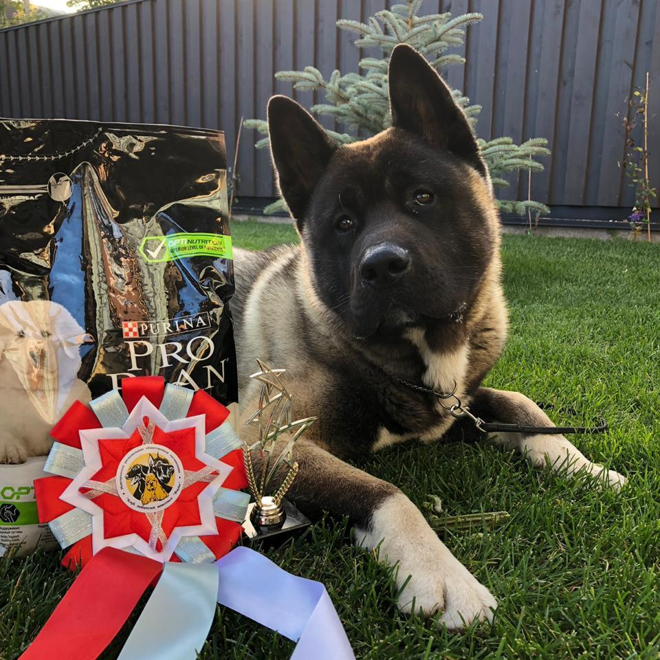 Rokki * RUBYLIGHT AMAROK. AMERICAN AKITA RUBYLIGHT KENNEL I SHIBA-INU