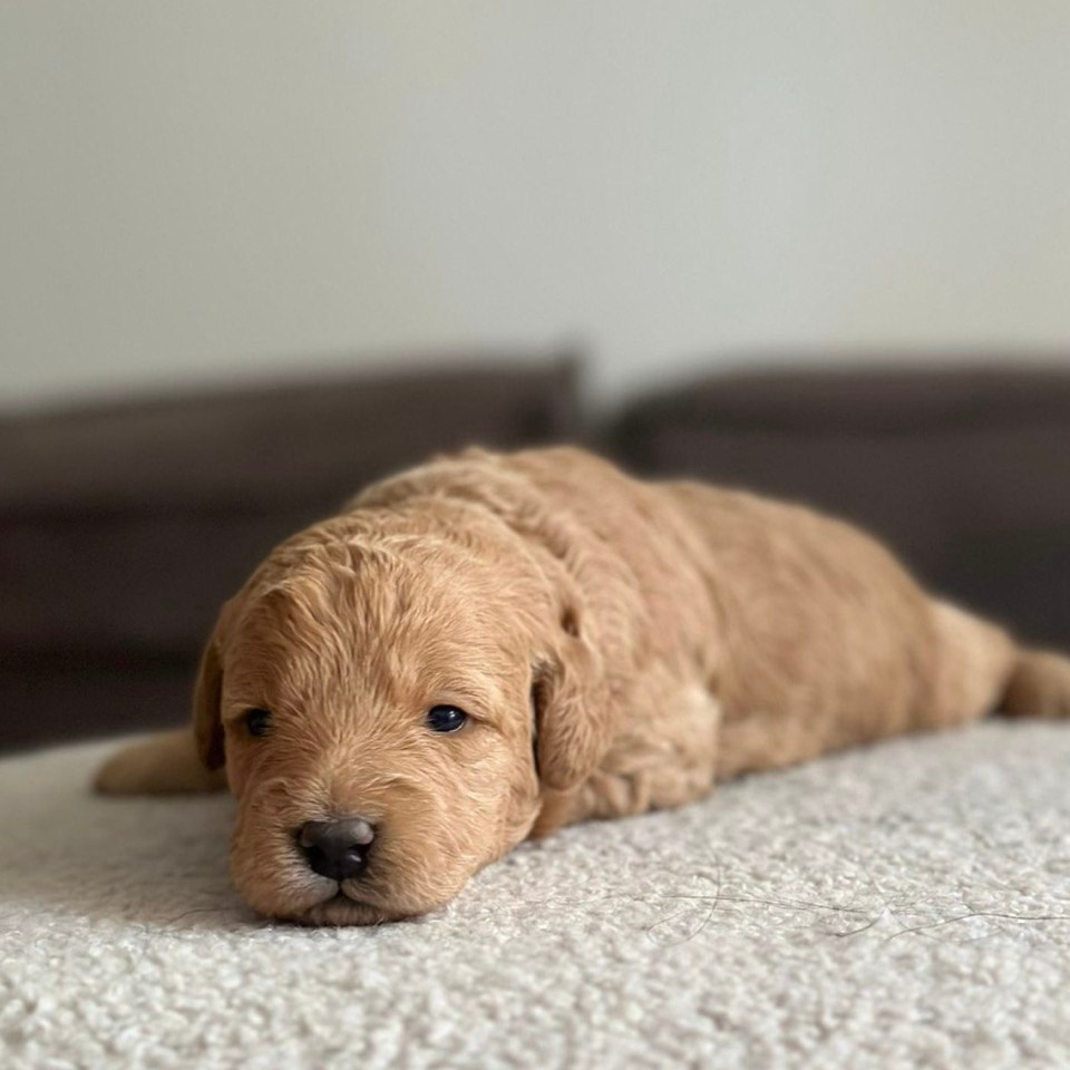О заводчике. Заводчик Labradoodle в Санкт-Петербурге — Костылева Ульяна