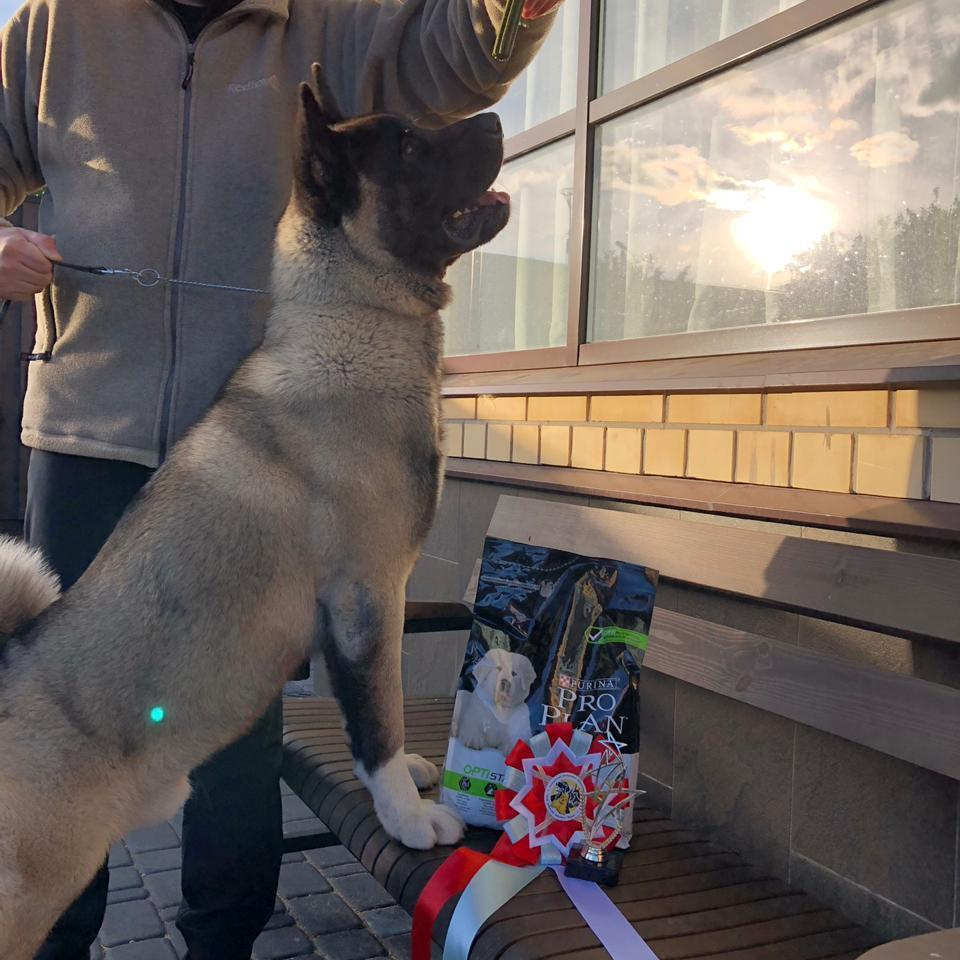 Rokki * RUBYLIGHT AMAROK. AMERICAN AKITA RUBYLIGHT KENNEL I SHIBA-INU