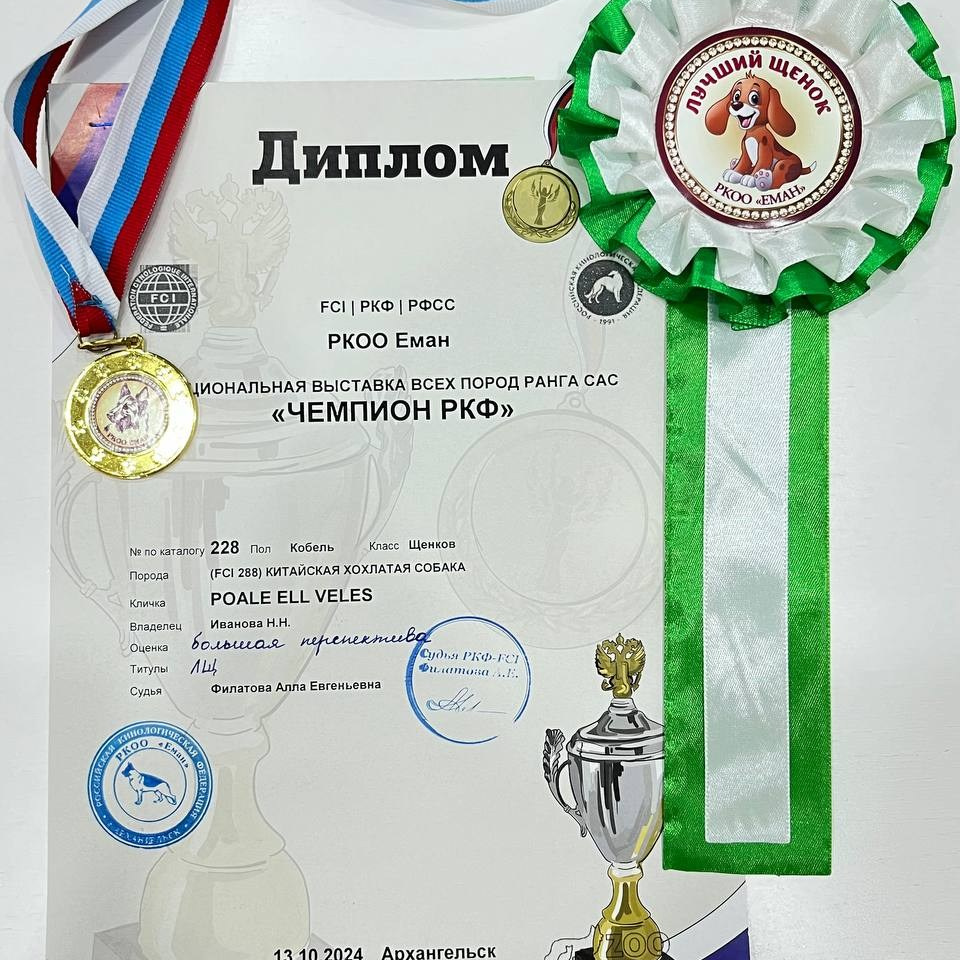 Veles' first exhibition!. Chinese Crested Dog: Buy a Puppy from a Kennel