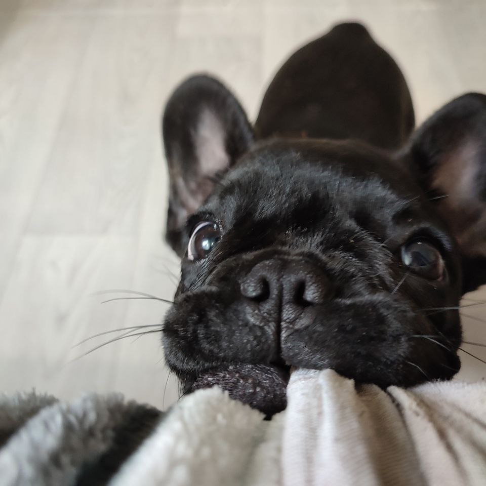 Обо мне. Ваш личный фотограф в Пскове Анаис Рамирез