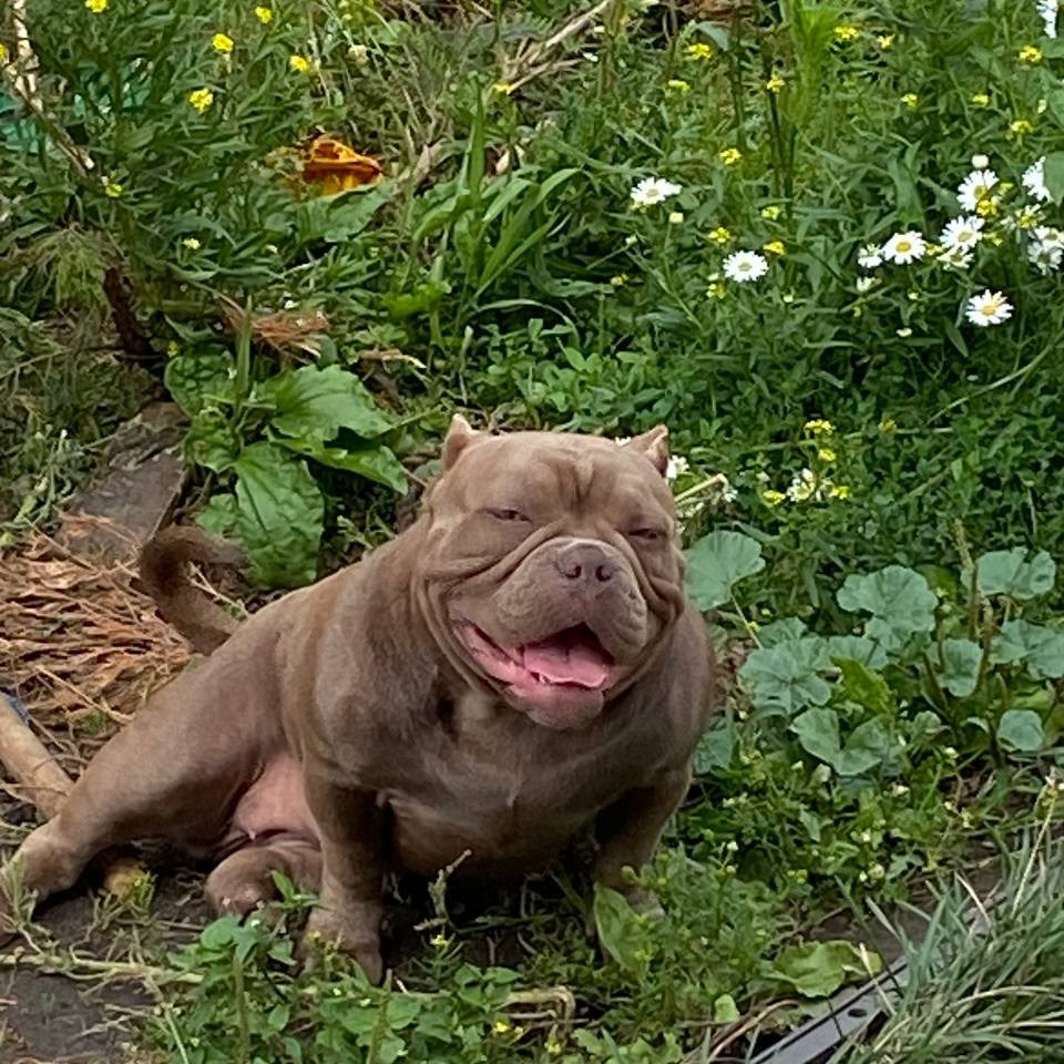 Познакомьтесь с Американским Булли в Иркутске. Питомник собак Иркутск