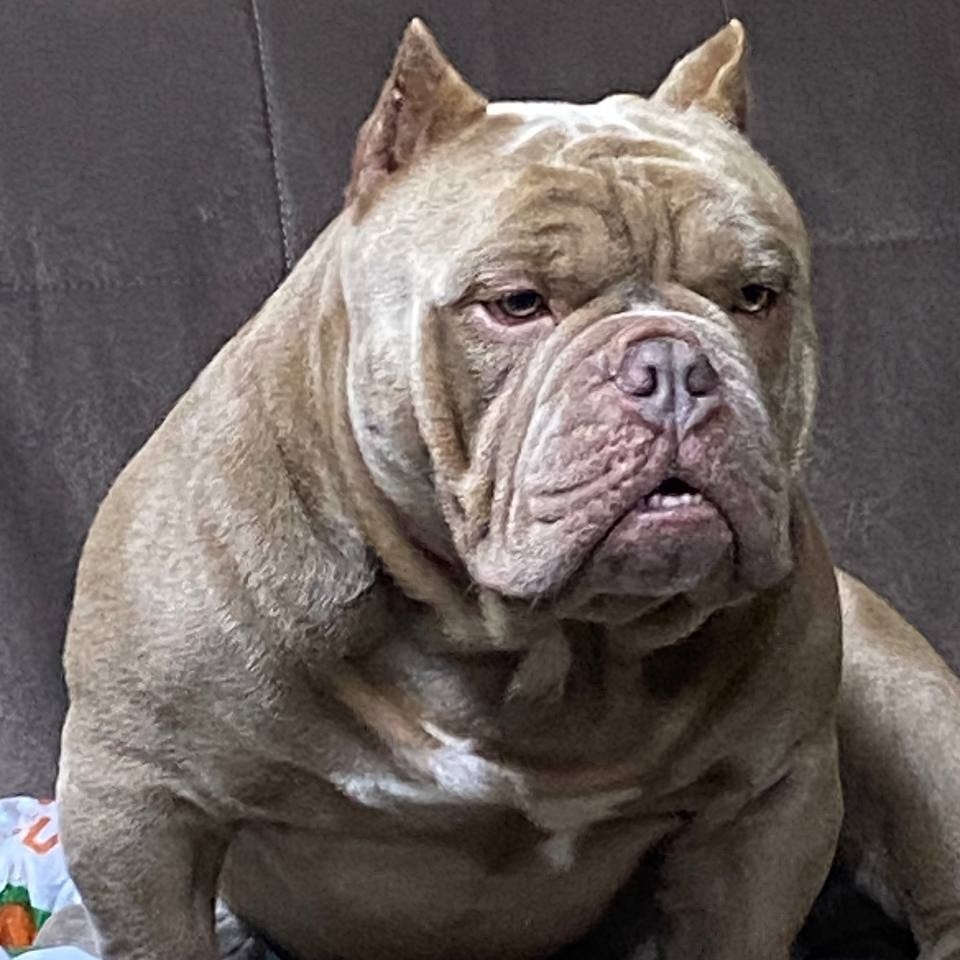 Познакомьтесь с Американским Булли в Иркутске. Питомник собак Иркутск