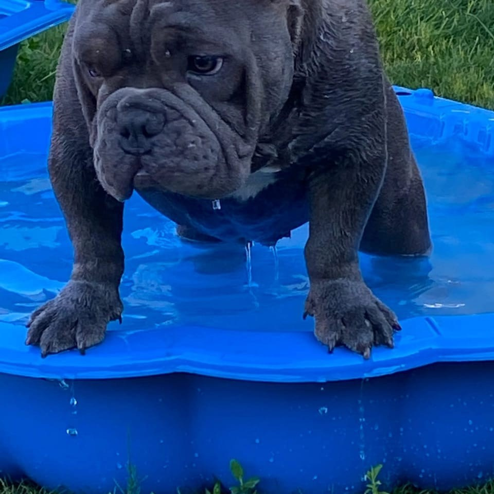 Познакомьтесь с Американским Булли в Иркутске. Питомник собак Иркутск