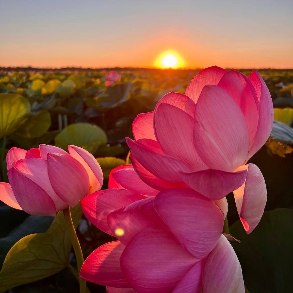 Фото-тур в лотосовые поля. Фотограф в Астрахани • Фото-туры • Виктория Герма