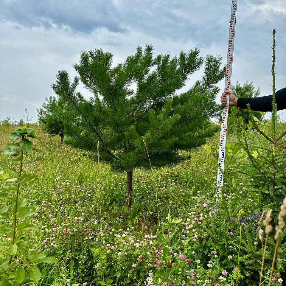 Крупномеры РФ