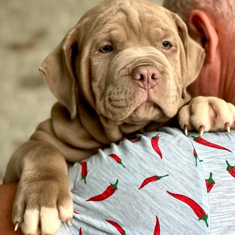 Наши собаки. Американские булли XL в г. Калининград. Питомник Great Bully UNIVERSE