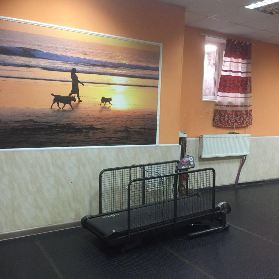 Беговая дорожка для собак