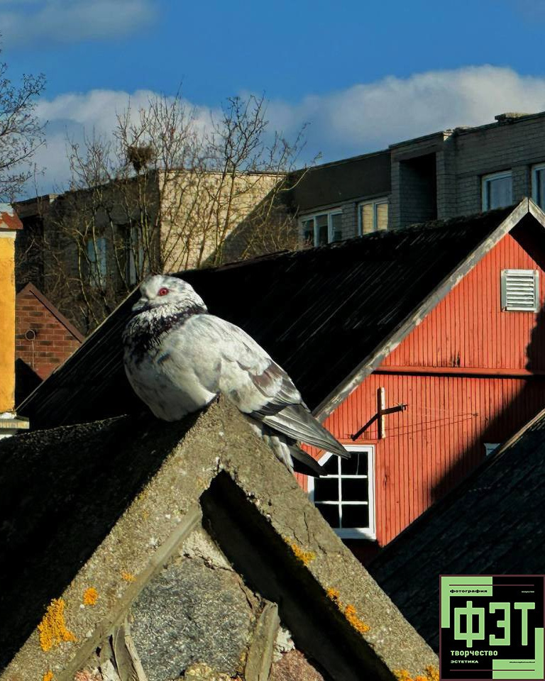 Альбом 19.04.26 в рамках проекта ФЭТ