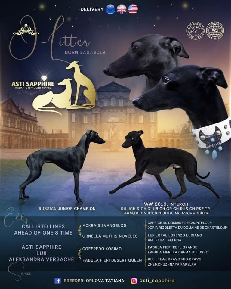 Asti Sapphire Olympia. Профессиональный питомник левреток РКФ/FCI ASTI SAPPHIRE 💎 Сочи|Санкт-Петербург