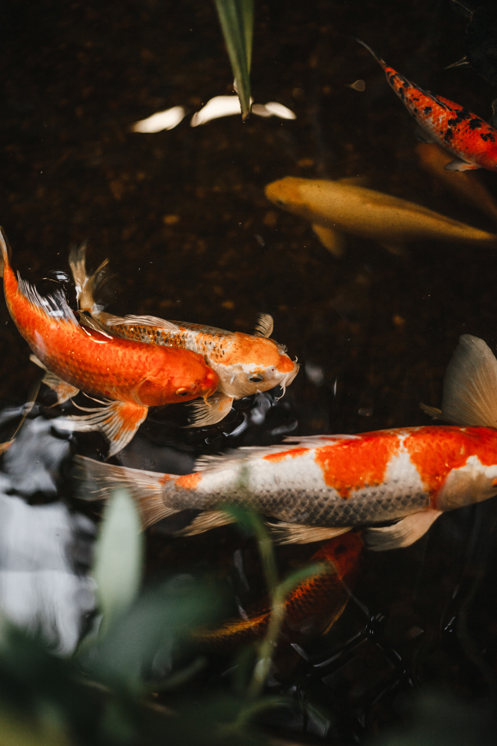 Прогулка в Сибирском Ботаническом саду ТГУ. Евгения Орлова