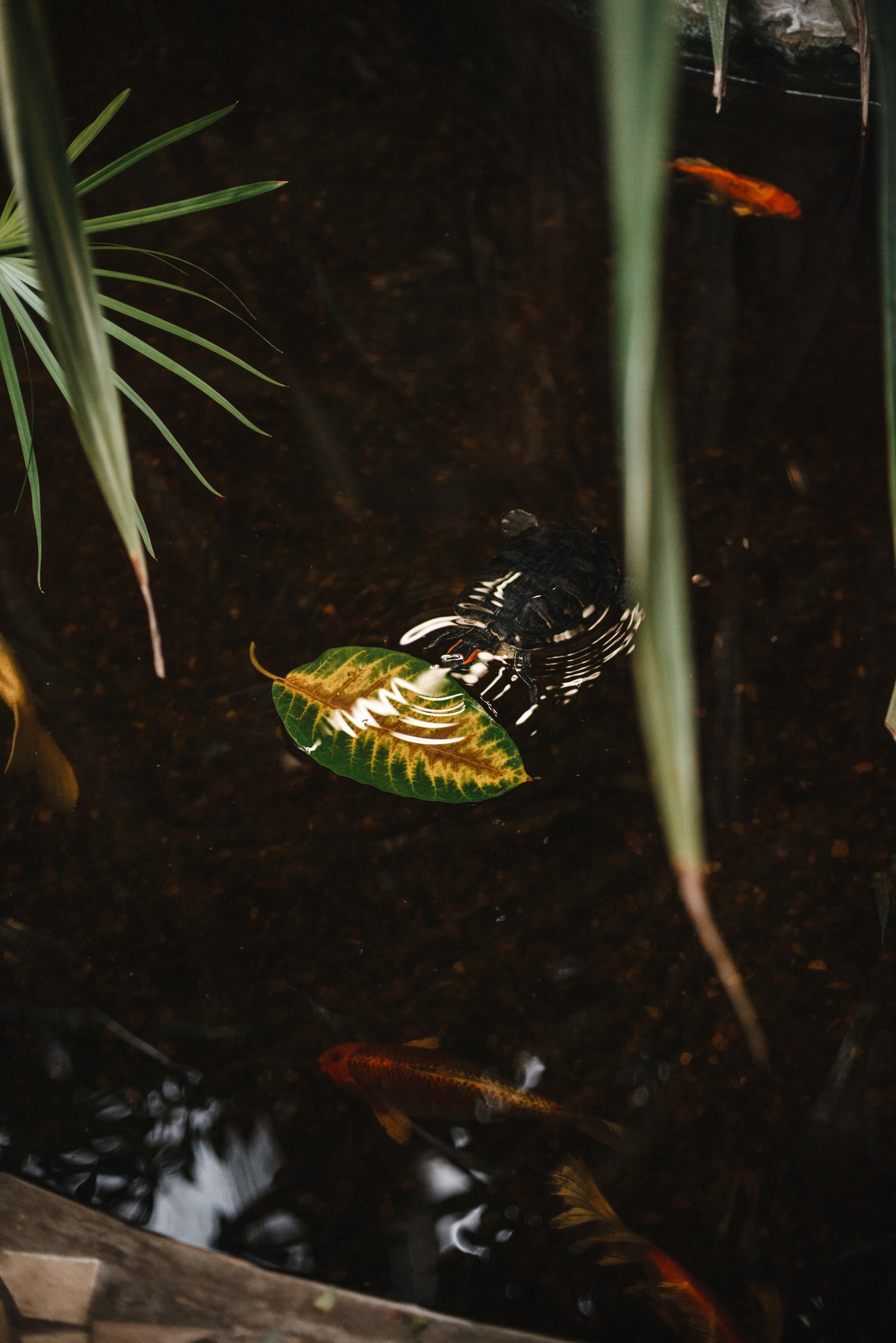 Прогулка в Сибирском Ботаническом саду ТГУ. Евгения Орлова