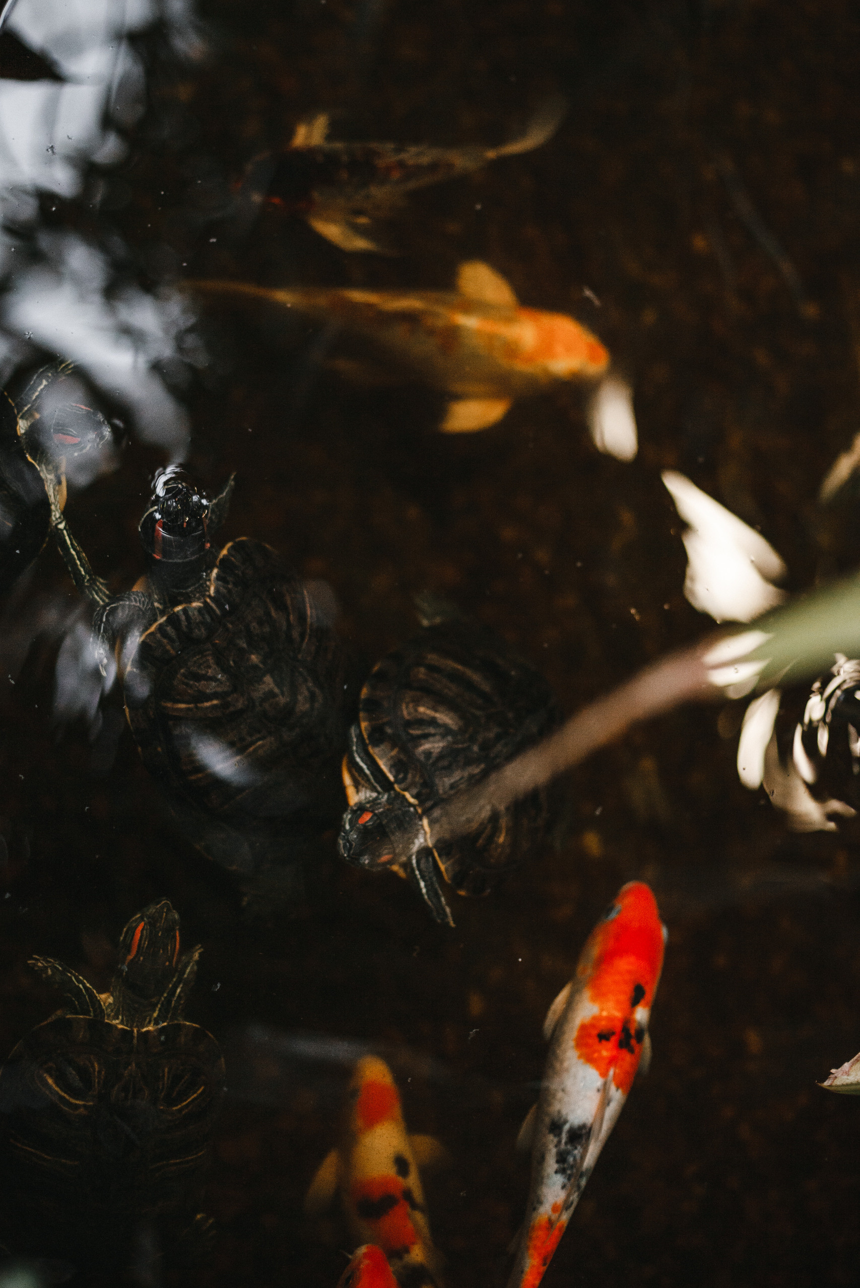 Прогулка в Сибирском Ботаническом саду ТГУ. Евгения Орлова