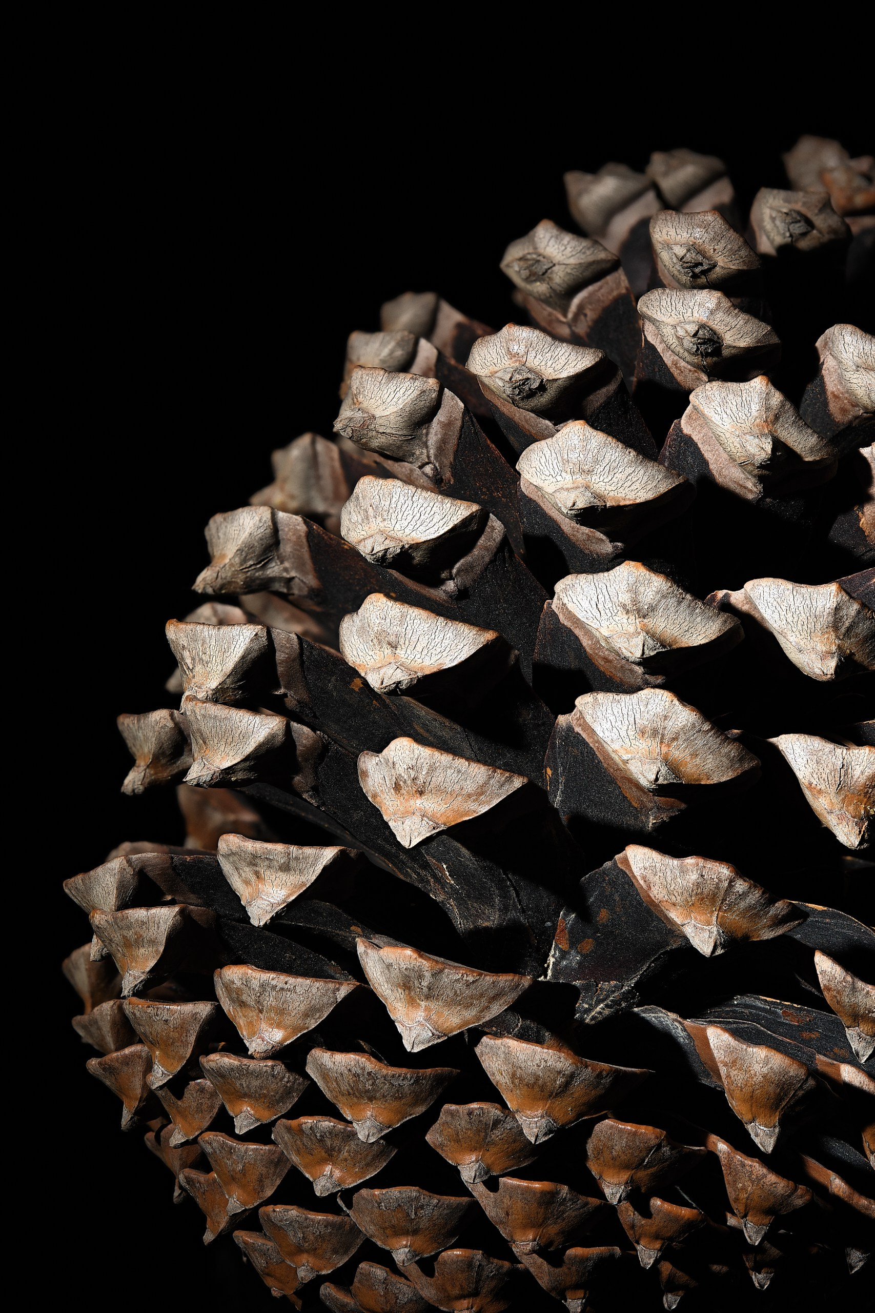 Фрагмент сосновой шишки крупным планом на чёрном фоне, серия DENSITY, авторская арт-фотография