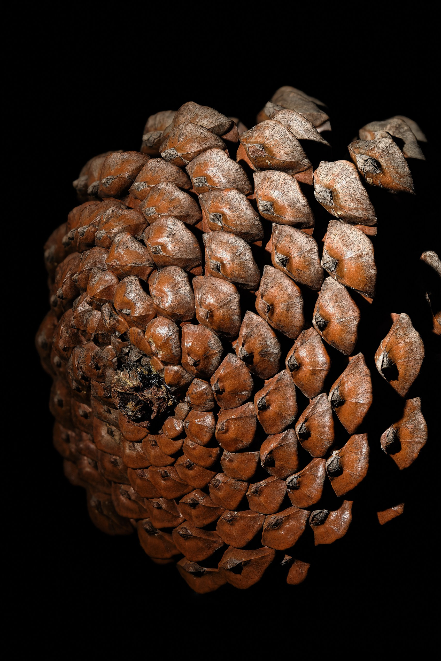 Сосновая шишка в плотной вертикальной композиции на чёрном фоне, серия DENSITY, авторская арт-фотография