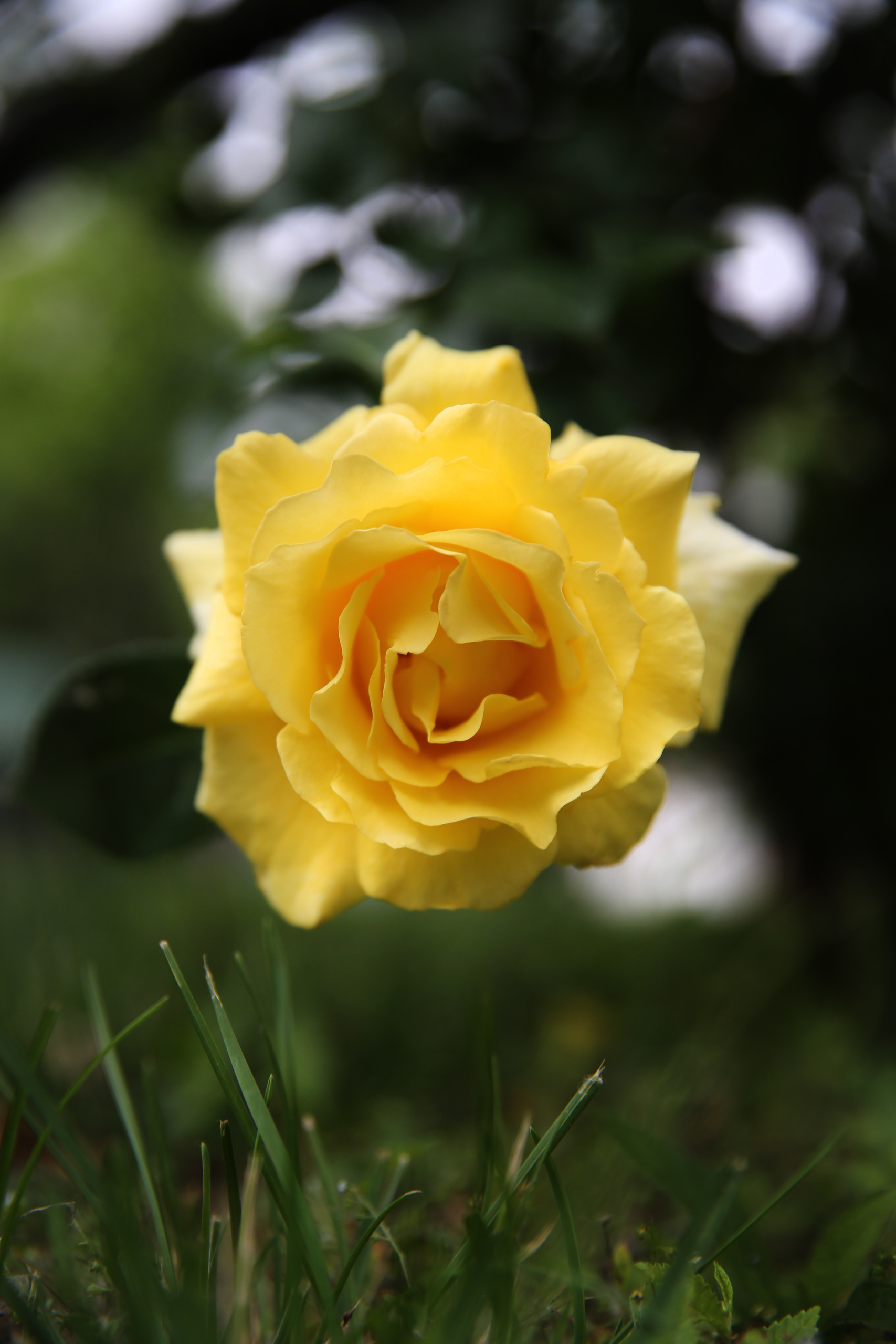 Когда цветут розы…. Фотограф Ольга Филимонова