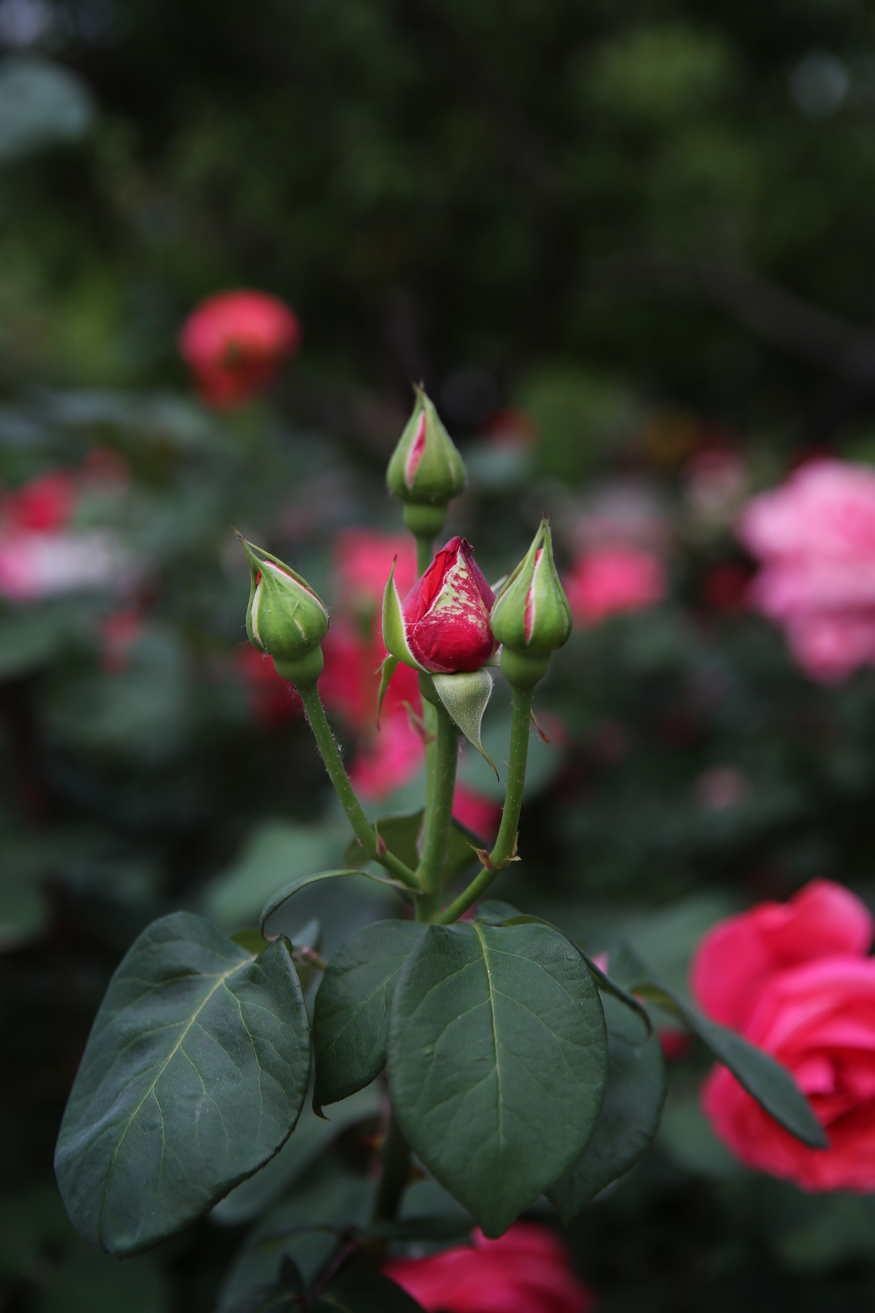 Когда цветут розы…. Фотограф Ольга Филимонова