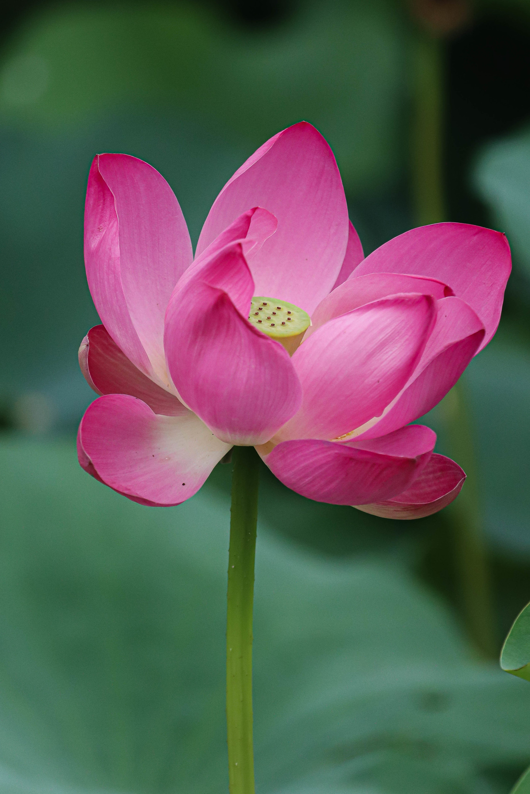 Июль — время цветения лотосов в Пекине. Фотограф Ольга Филимонова