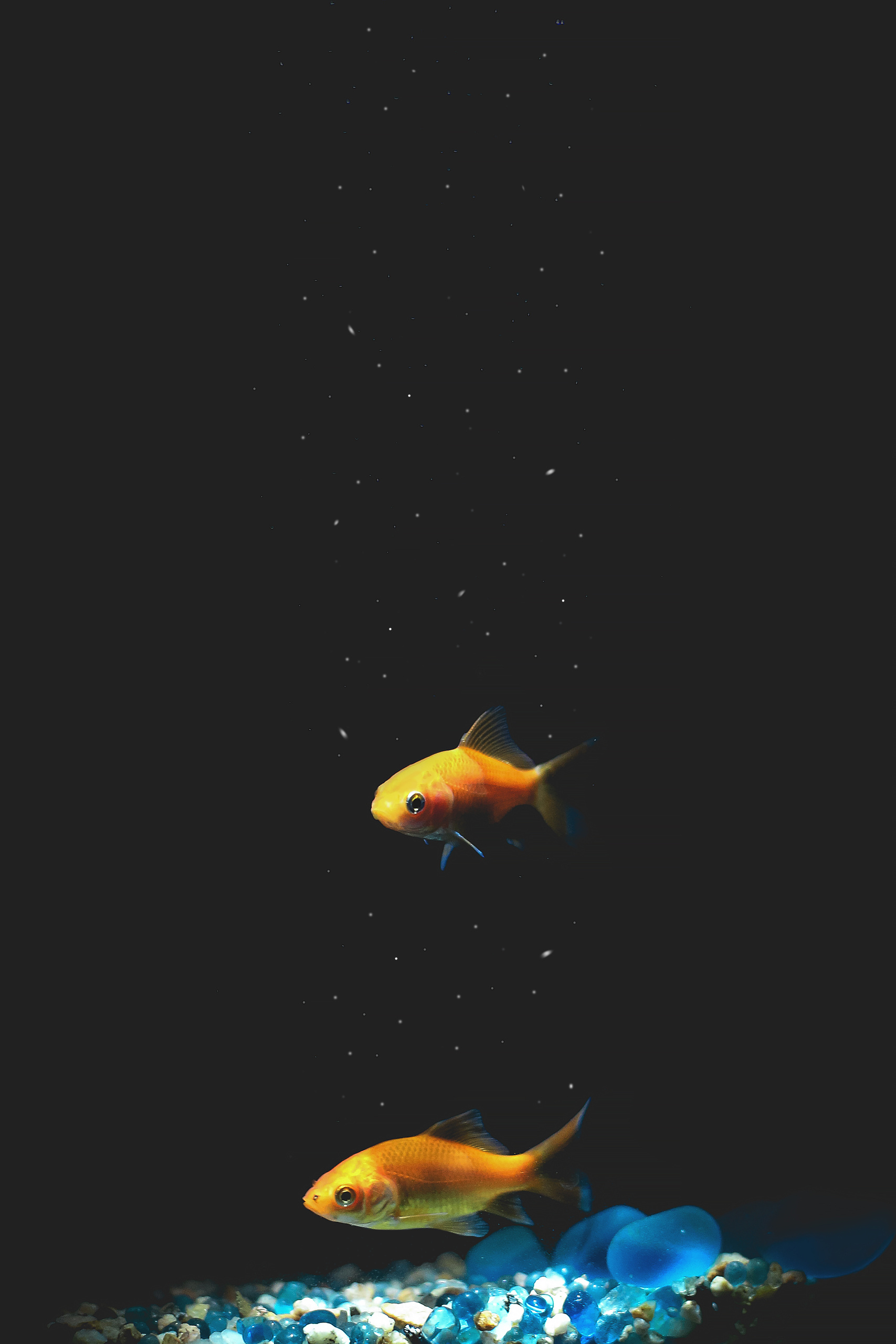 Рыбки. Фотограф Ольга Филимонова