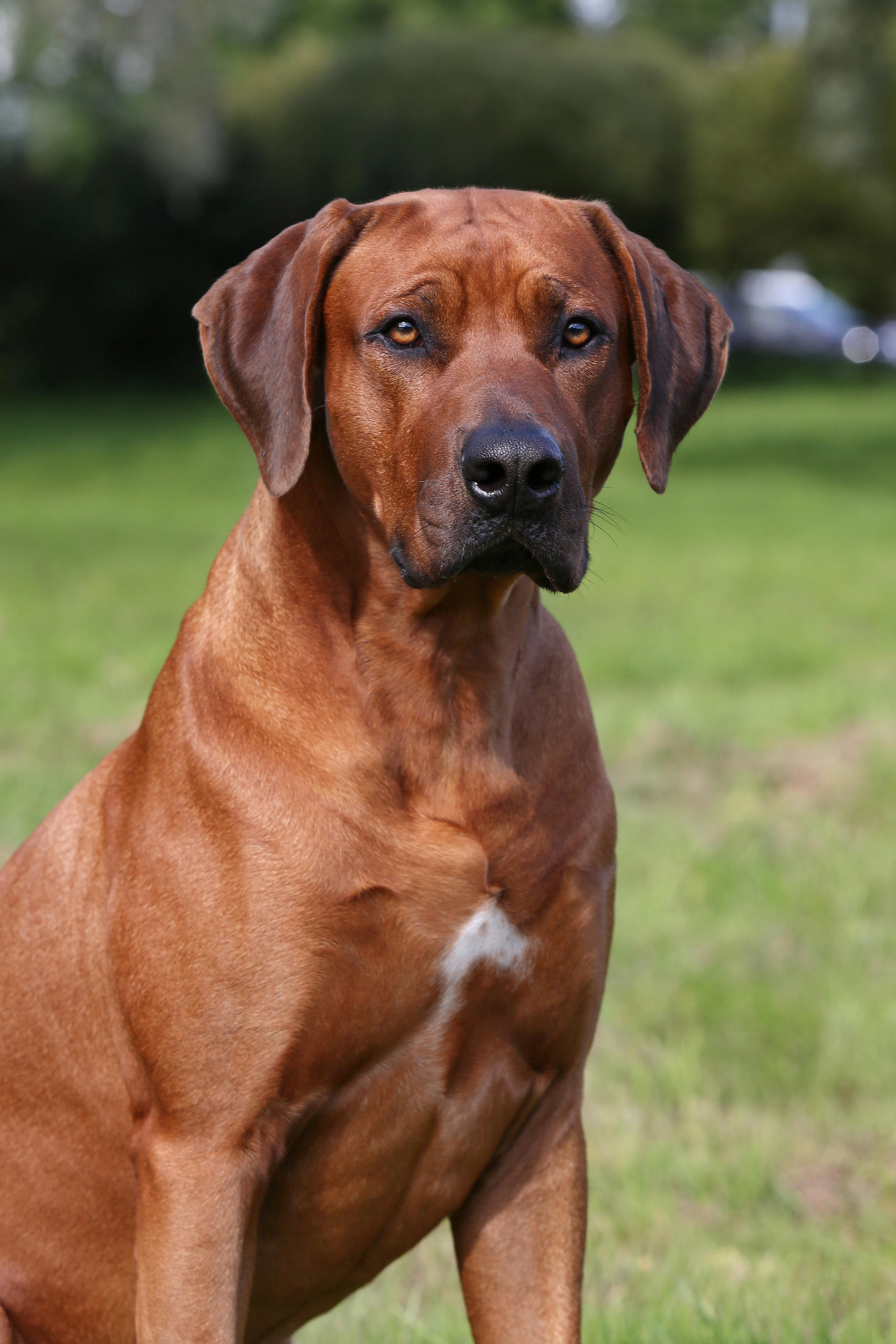 Родезийский риджбек Алан