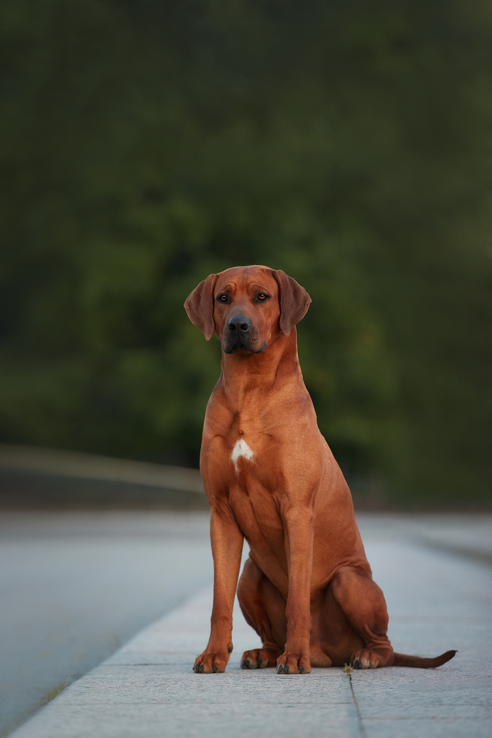 Adhamas Geni Nala&nbsp;— ALAN