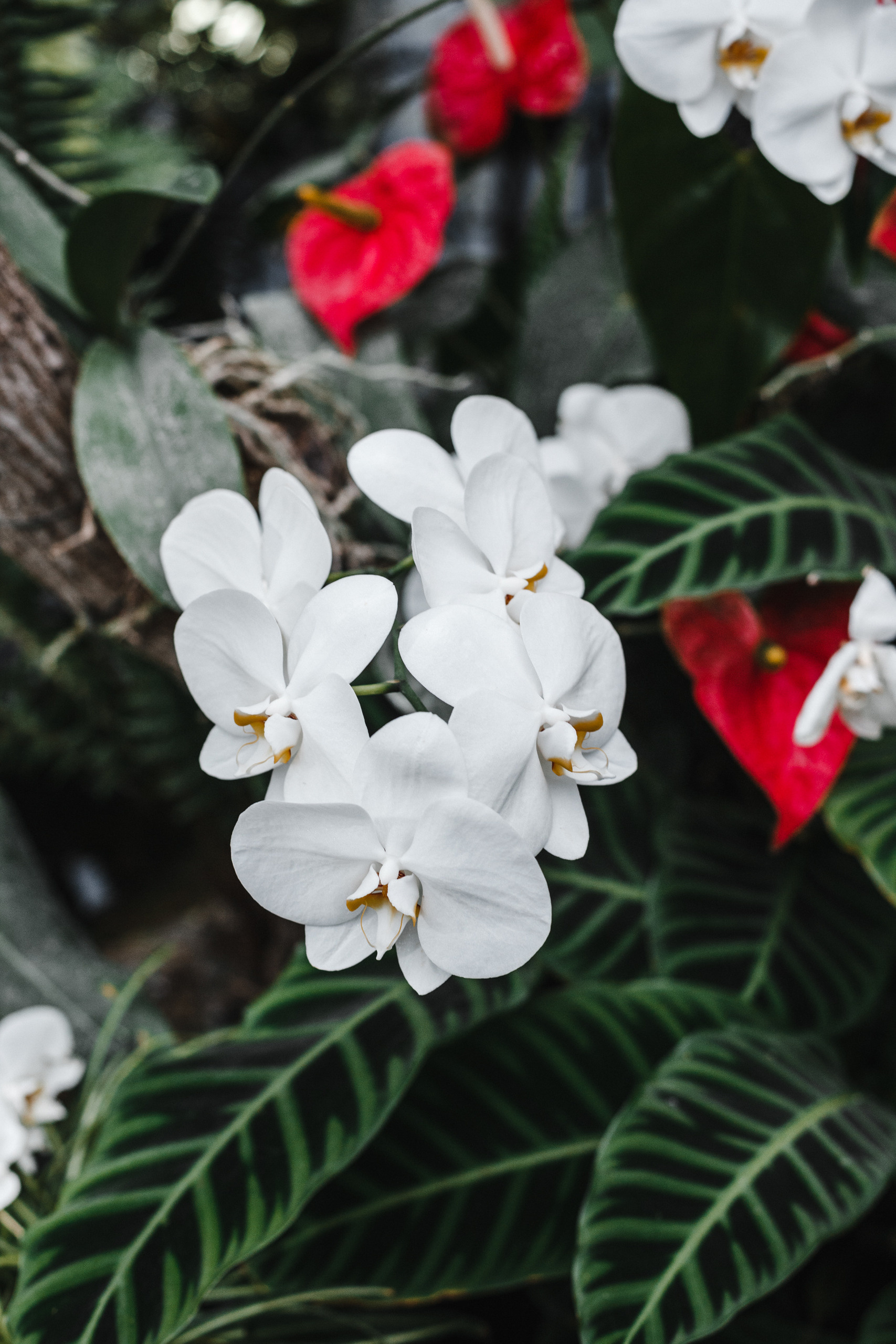 Прогулка в Сибирском Ботаническом саду ТГУ. Евгения Орлова