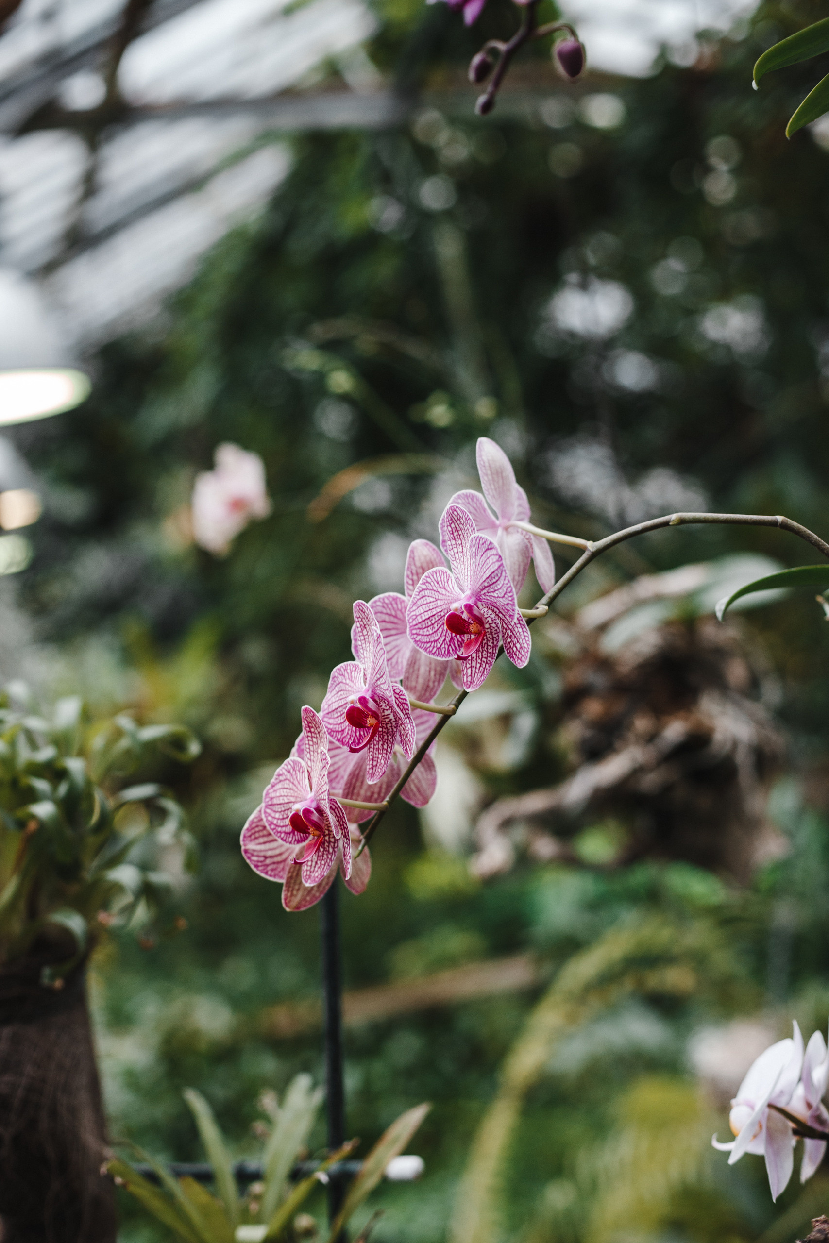 Прогулка в Сибирском Ботаническом саду ТГУ. Евгения Орлова