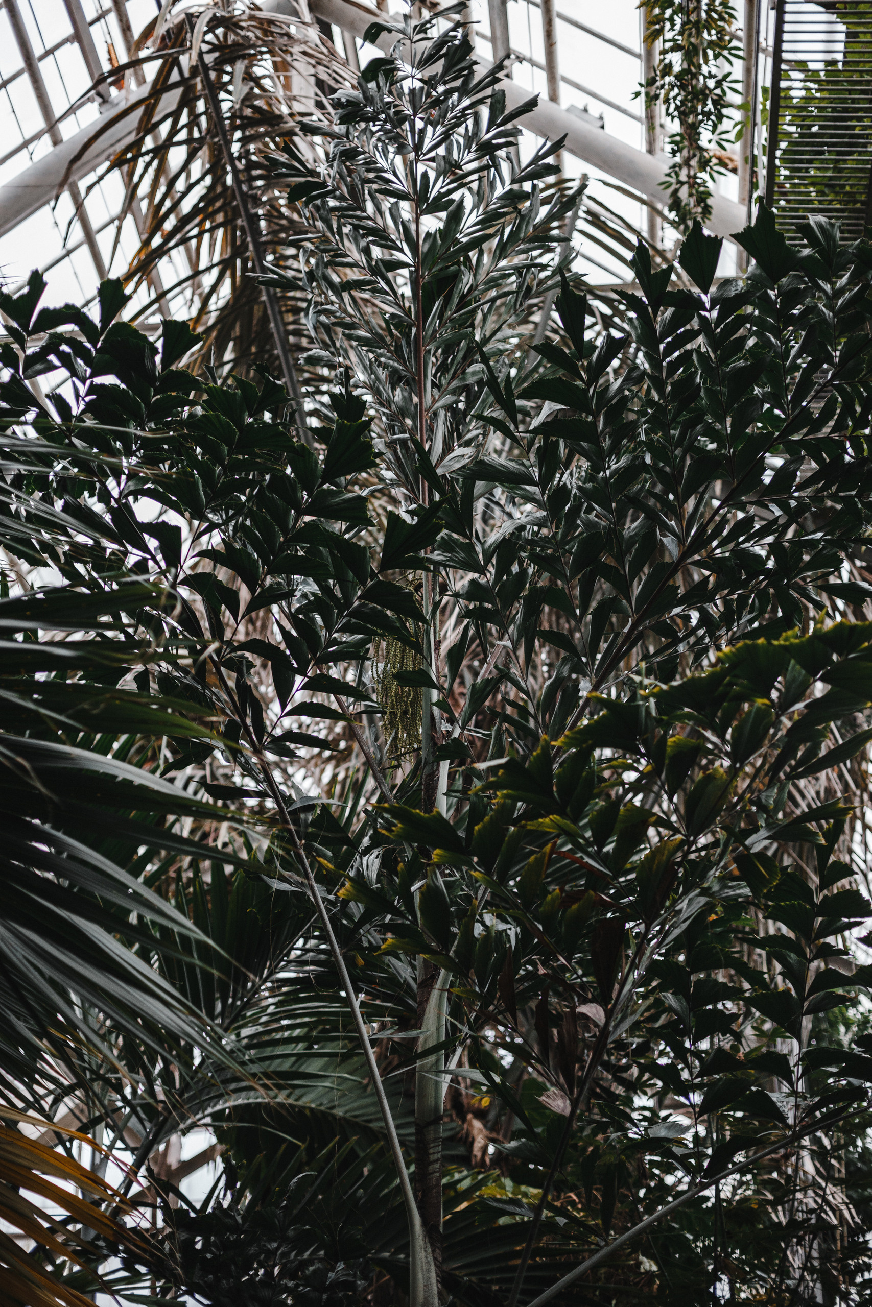 Прогулка в Сибирском Ботаническом саду ТГУ. Евгения Орлова