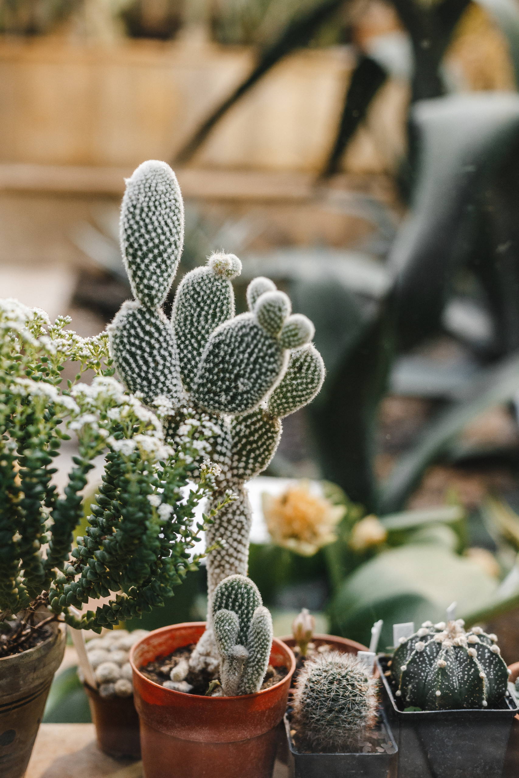 оранжерея Ботанического сада ТГУ