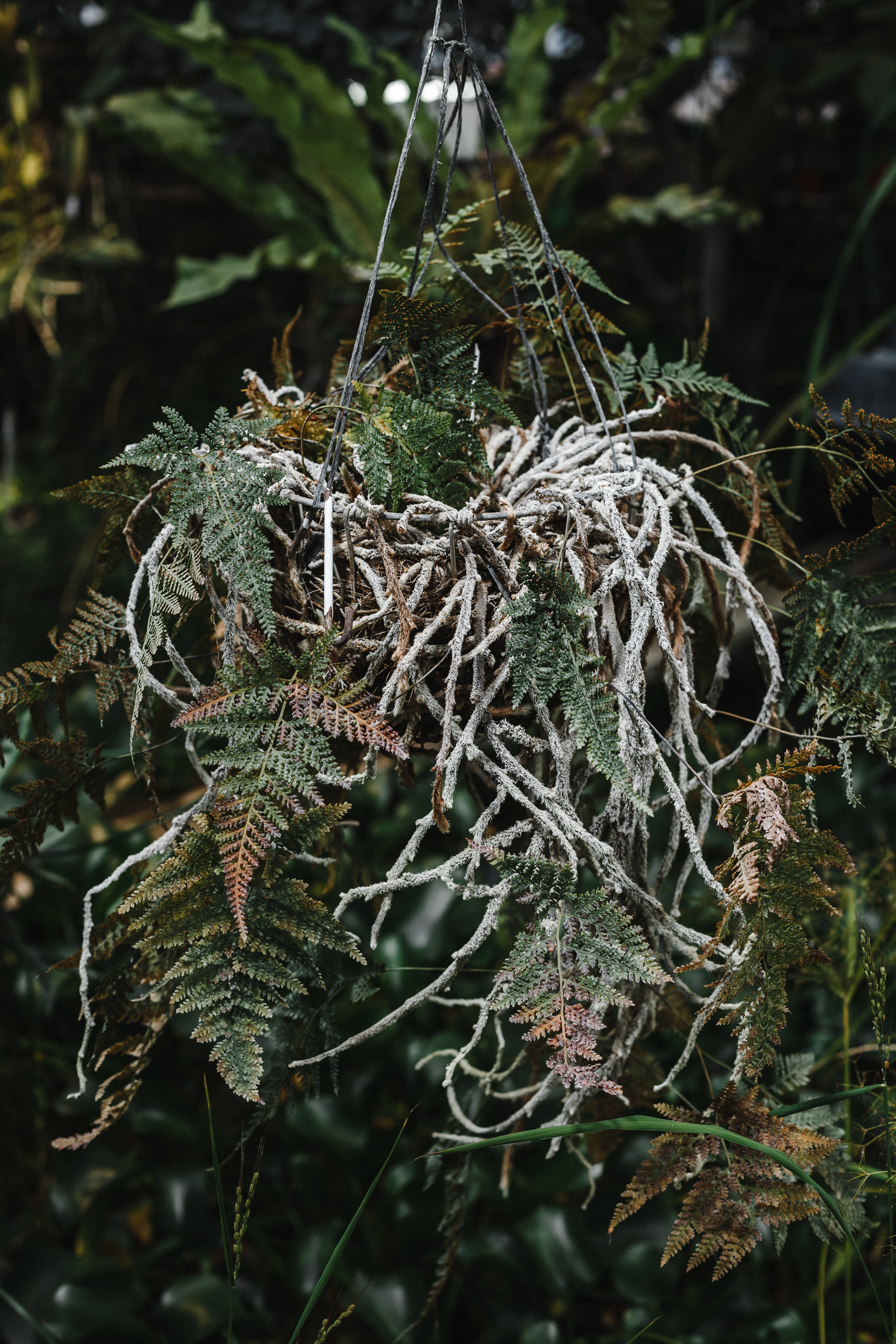 Прогулка в Сибирском Ботаническом саду ТГУ. Евгения Орлова