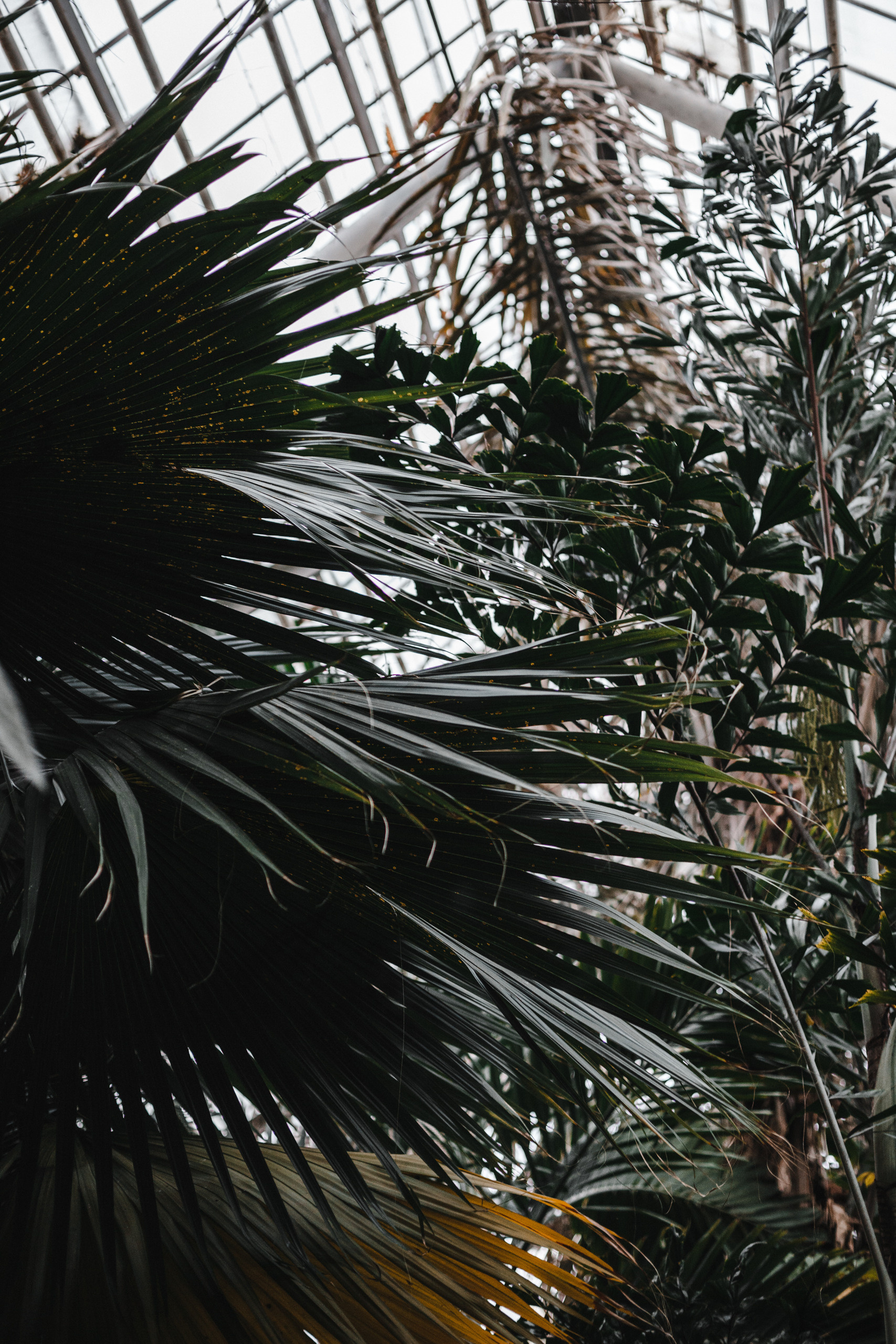 Прогулка в Сибирском Ботаническом саду ТГУ. Евгения Орлова